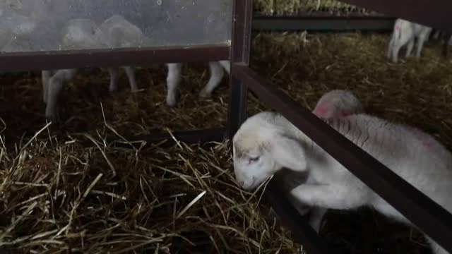 Los ganaderos cifran entre un 30 y un 40% las pérdidas por la baja demanda del cordero lechal