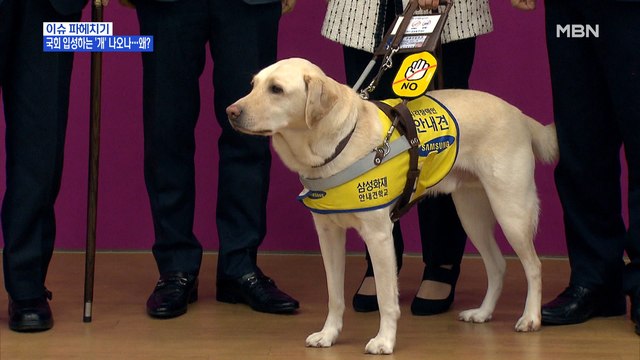 MBN 뉴스파이터-'안내견 조이' 국회 입성하는 첫 사례 될까?