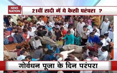Watch: Devotees Let Cows Run Over Them In Ujjain