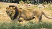 Man Jumps Into Lion Enclosure In Delhi Zoo, Watch What Happened Next