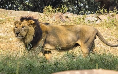 Man Jumps Into Lion Enclosure In Delhi Zoo, Watch What Happened Next