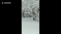 Adorable Nebraska puppy enjoy frolicking in picturesque snowy backyard