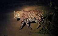 Leopard enters Gujarat's Gandhinagar secretariat; caught on CCTV footage