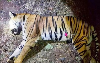 Maneka Gandhi criticises Maharashtra government over tigress Avni's killng