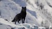 7 Most Beautiful Wolves That Are Huge