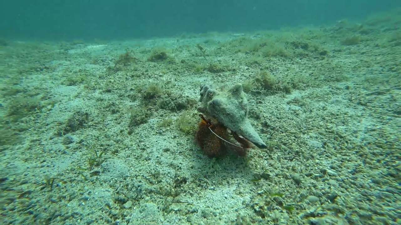 Bernard-l'ermite en balade dans le lagon