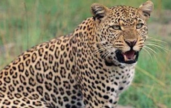 Nainital: Forest department rescues leopard after getting stucked in fence