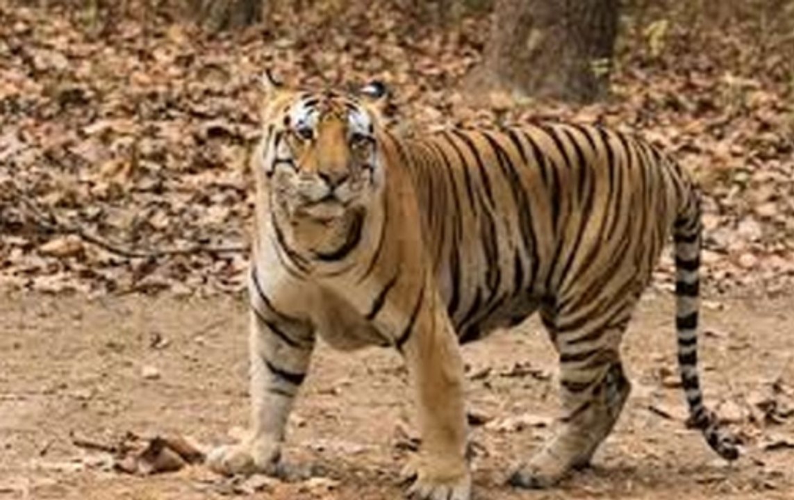 3 forest guards climb tree to save their lives from tiger