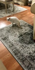 Cat Leaps for Playtime