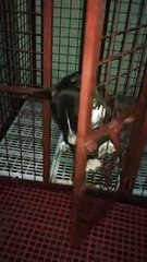 Dog has Become an Escape Artist