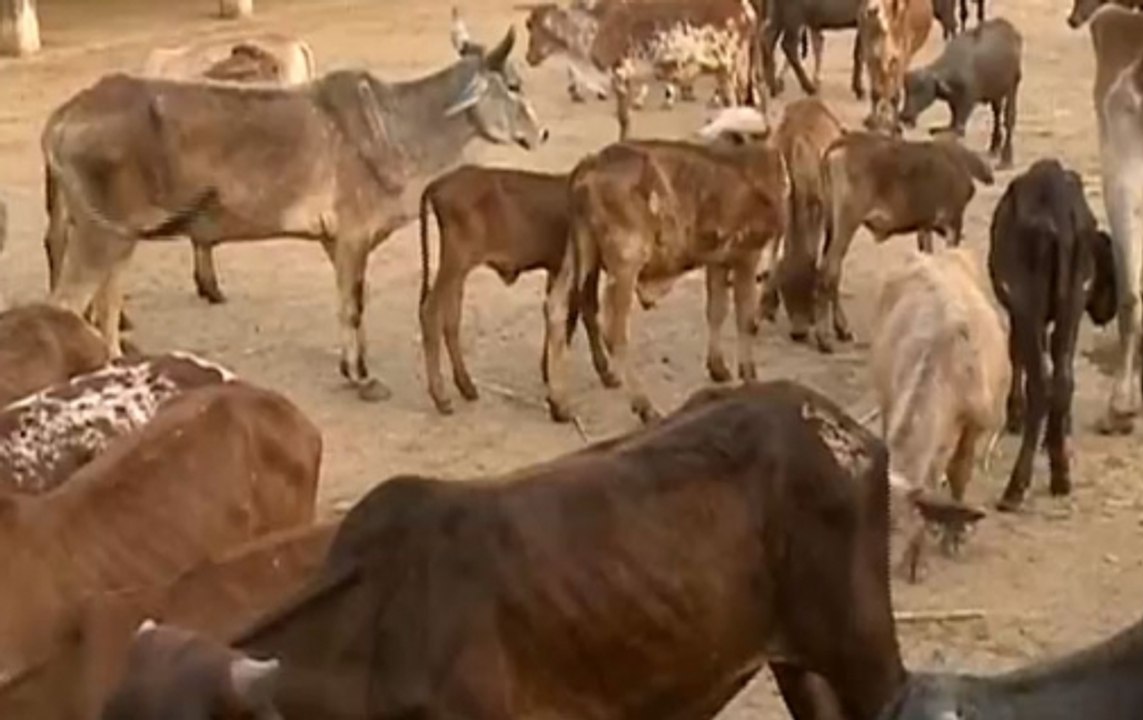 Ashok Gehlot government to honour those who will adopt stray cows
