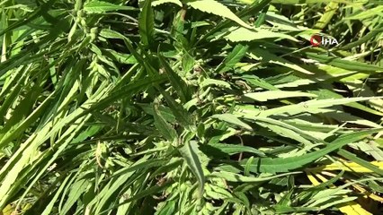 Kenevir katkılı antibakteriyel sıvı el sabunu üretildi