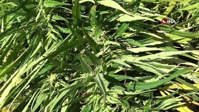 Kenevir katkılı antibakteriyel sıvı el sabunu üretildi