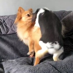 Bunny is Being a Little too Friendly with Dogs