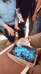 "العجوة المسمومة".. سلاح مدينة شبين القناطر للقضاء على الخفافيش