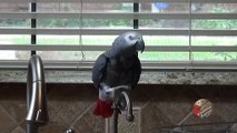 Talking parrot has an amazing gift of gab