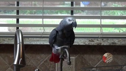 Talking parrot has an amazing gift of gab