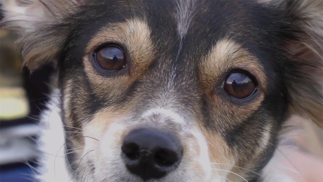 How to Adopt or Foster a Pet Right Now