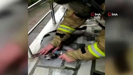 İtfaiyeden yangında mahsur kalan kediye can suyu kamerada
