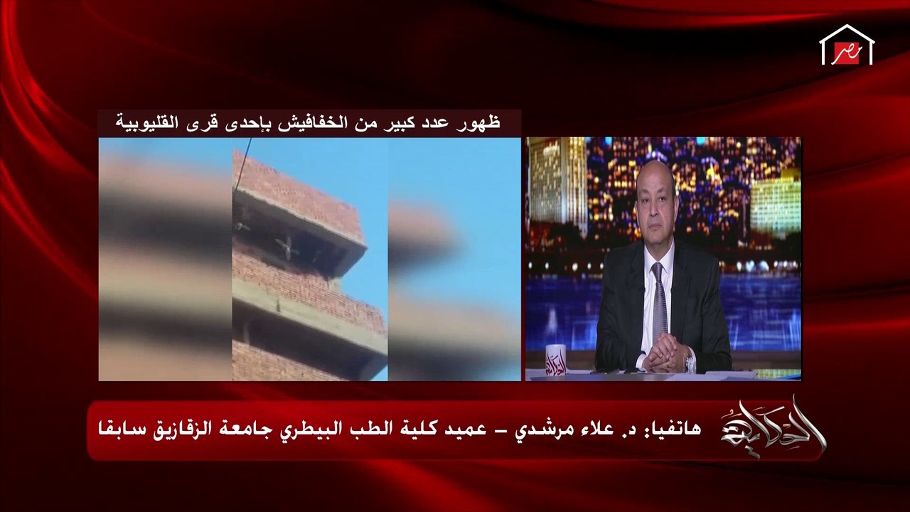 بعد ظهورها في القليوبية.. تعرف على هل تنقل الخفافيش فيروس كورونا وكيف؟ (عميد كلية الطب البيطري بجامعة الزقازيق سابقا يوضح)