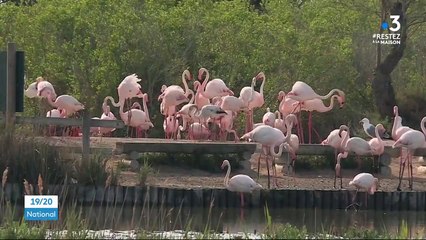 Coronavirus : les flamants roses prennent leurs aises en Camargue