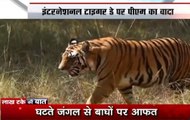 Big News: India safest habitats for tigers in world, says PM Modi