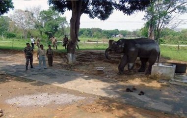 Watch baby elephant rescued in Assam and other viral news
