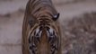 Ek Tha Tiger to Tiger Jinda Hai: Saga of surge in India’s tigers