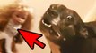 5 Dogs That Saw Something Their Owners Couldn't See - Ghosts and Paranormal