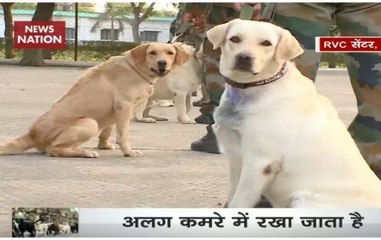 Here's how Indian Army trains its Dog Squad in Meerut's RVC centre