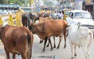 What is 'geo tagging'? How will it deal with stray cows menace