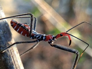 WHOA! 4 creepy bugs in Arizona - ABC15 Digital