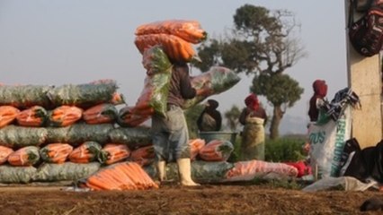 El trabajo sigue para muchos agricultores en Guatemala pese al COVID-19