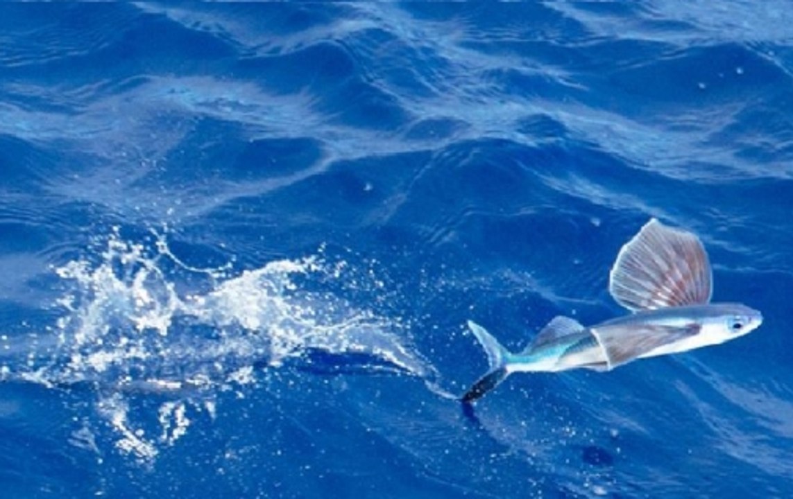 Watch: Can fish fly? Here’s the answer