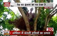 Odisha: Villagers take refuge atop trees to escape elephant attacks