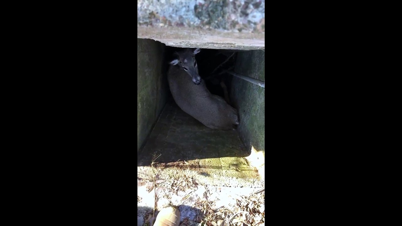 Saving a White Tail Deer From a Well