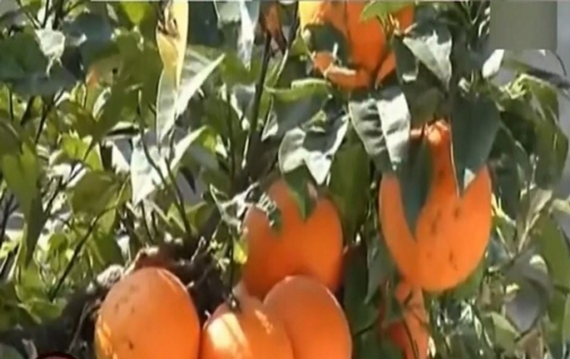 Jammu and Kashmir: Orange Tree Bears Fruit Everyday For Last 250 Years