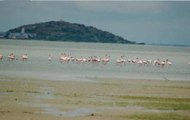 Migratory Birds’ Death At Sambhar Lake: Govt Takes These Initiatives