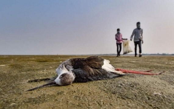 Over 23,000 Migratory Birds Found Dead Near Rajasthan’s Sambhar Lake