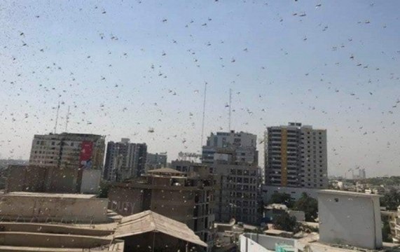 As Locusts Attack Karachi, Minister Tells People To Eat Tiddi Biryani