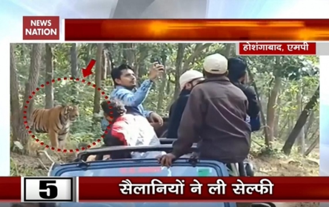 MP: Tourists Take Selfie With Tiger In Satpura Tiger Reserve