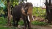 Elephant ‘Laden’ Tramples Five Villagers To Death In Assam’s Goalpara