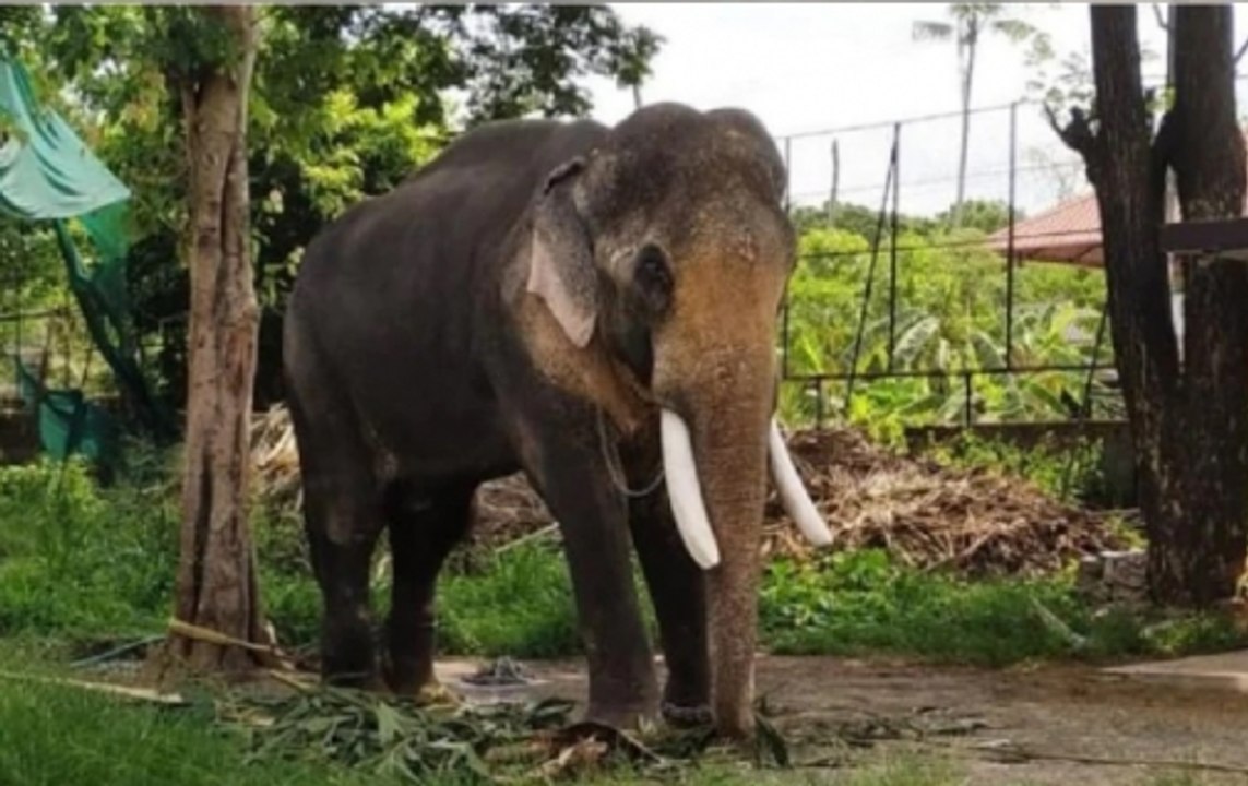 Elephant ‘Laden’ Tramples Five Villagers To Death In Assam’s Goalpara