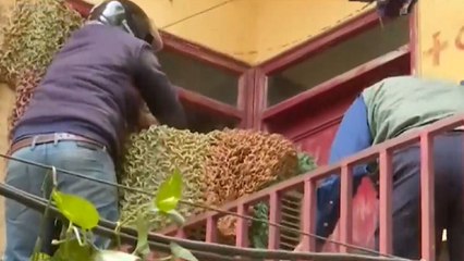 Jaipur Relived Of Leopard Terror, Forest Dept Tranquilises Big Cat