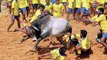 Bull-taming sport Jallikattu begins in Madurai