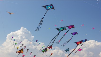 Kite Festival Organized On Makar Sankranti: Ground Report