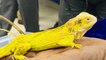Rare Species Of Monkey, Reptiles And Rodents Seized At Chennai Airport