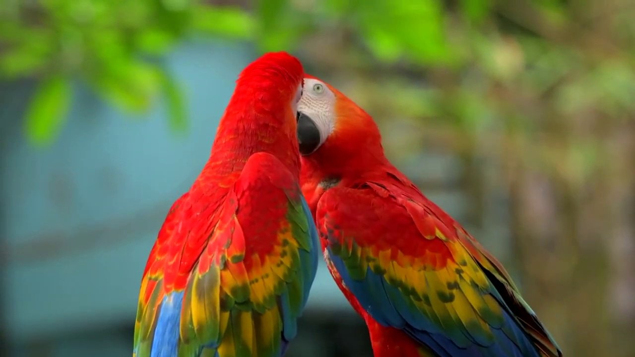 COLOURFUL BIRDS BEAUTIFUL ANIMALS WITH RELAXATION