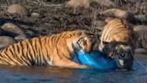 Tigers Captured Eating Plastic Drum in Jim Corbett National Park