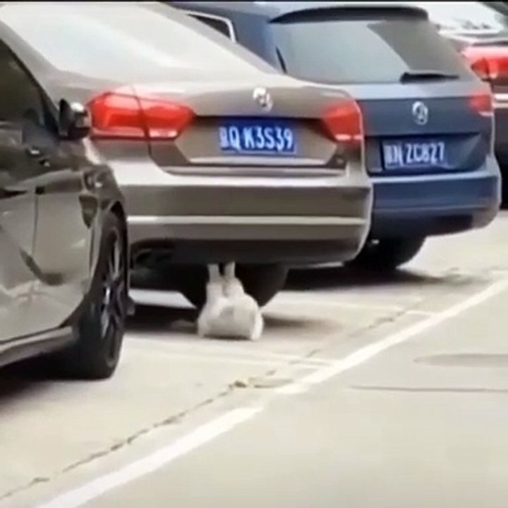 Cat doing exercise